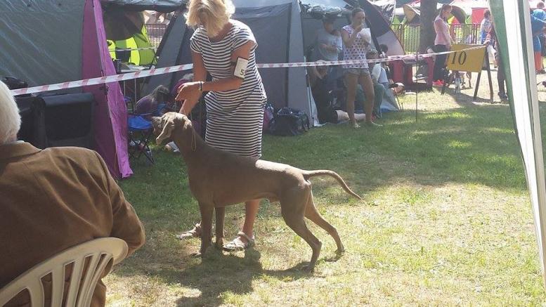 imperial weimaraner