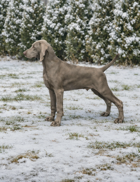 Imperial Weimaraner 